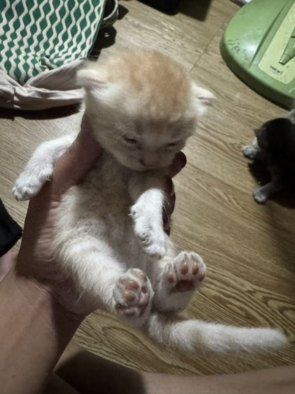 แมวเปอร์เซีย รูปที่ 2