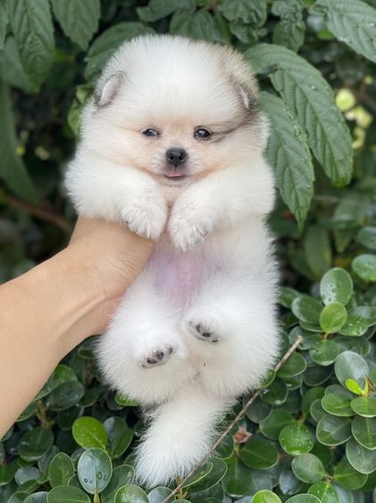 ปอมเมอเรเนียน (Pomeranian) เล็ก ปอมแท้รังสิตปทุมธานี