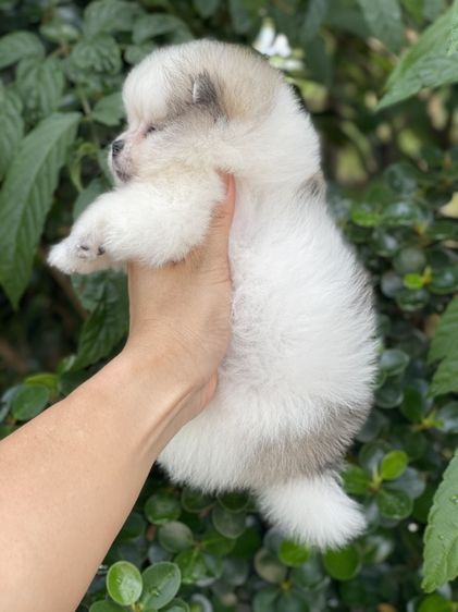 ปอมแท้รังสิตปทุมธานี รูปที่ 2