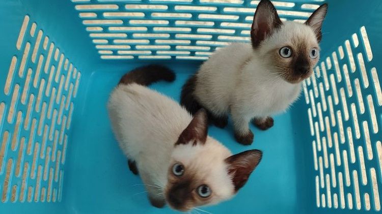 วิเชียรมาศ (Siamese Cat) ลูกแมววิเชียรมาศแท้!!! (เหลือ2ตัวสุดท้ายจ้า)