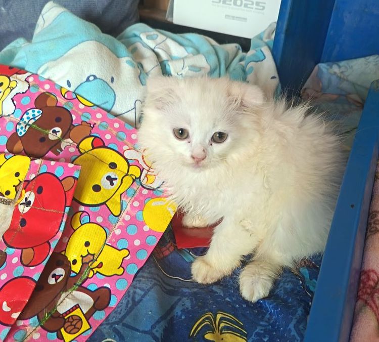 เปอร์เซีย​