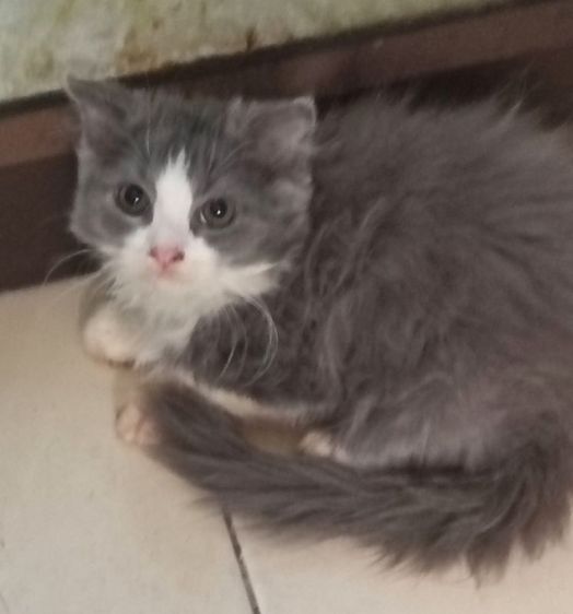 เปอร์เซีย​