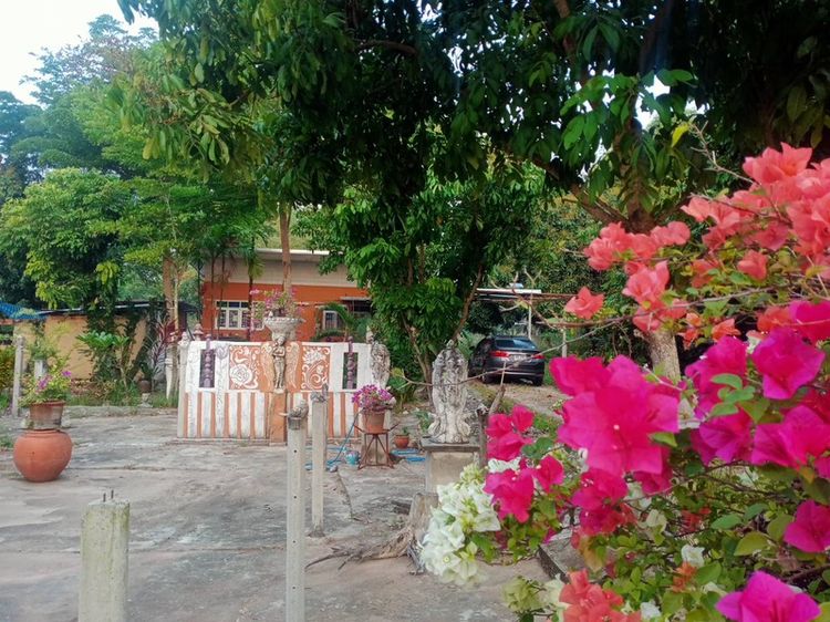 ใช่ 🏡 ขาย และเช่า รีสอร์ทบรรยากาศบ้านสวน พร้อมที่ดิน 225 ตร.วา | อ.สันทราย จ.เชียงใหม่