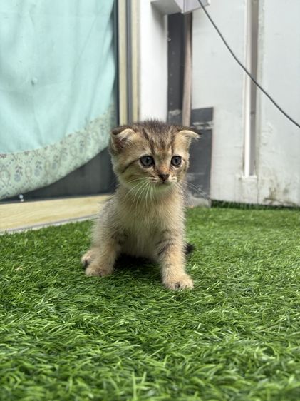 สก็อตติช โฟลด์ (Scottish Fold) ลูกแมวสก็อตติช ผู้