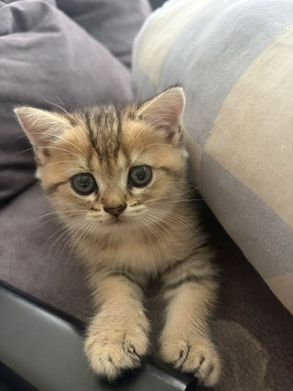 สก็อตติช โฟลด์ (Scottish Fold) ลูกแมวสก็อตติช เพศเมีย
