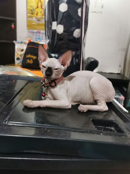 สฟิงซ์ (Sphynx) แมวสฟิงซ์​ เพศ​ ญ​ เกิด5เมย.2569​ แมวโทนลูกสาวเดียวคอกสุดท้ายแล้วค่ะ​  ราคาต่อรองได้ค่ะ​ น้องรอพี่ๆมารับอยุนะค่ะ​  ราคาต่อลองได้ค่ะ​  ขอแค่รักน้องจริงรักจริงหวัง​แต่ง​จ้า