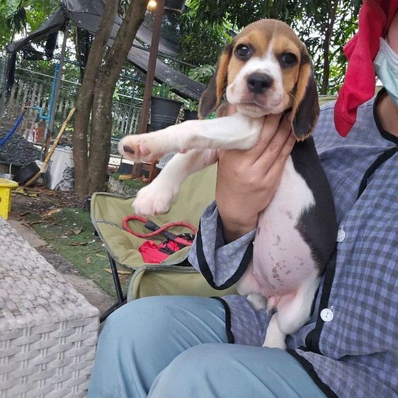 ลูกบีเกิ้ลเมีย แท้ สายเลือดดี