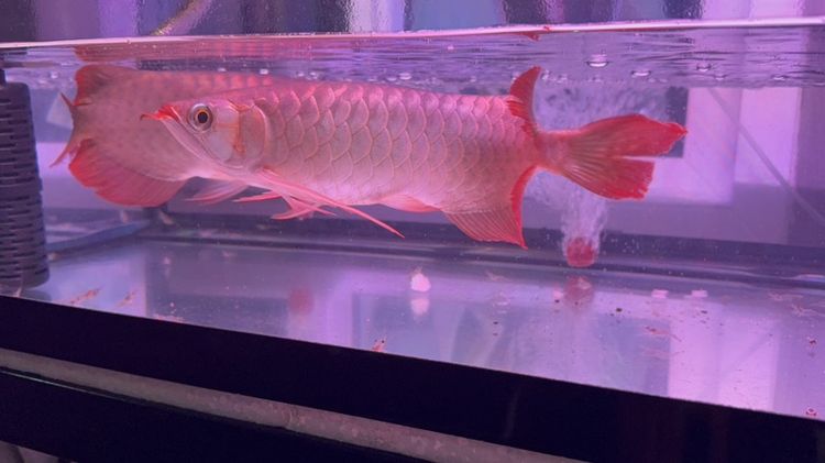 ปลามังกรแดง Super Red 12" แขนยาวพิเศษ รูปที่ 5