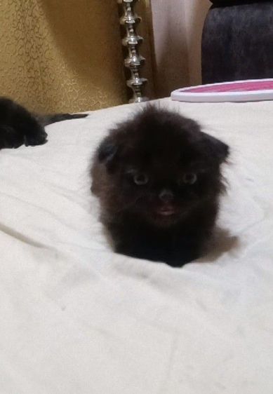 สก็อตติช โฟลด์ (Scottish Fold) ลูกเเมวสก๊อตติชหูพับ