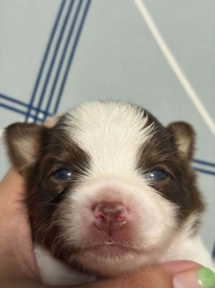 ชิวาวา (Chihuahua) เล็ก ลูกสุนัขชิวาว่า