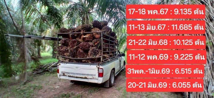 ขายสวนปาล์มน้ำมันและยางพาราโฉนด 25 ไร่ ใกล้หาดทุ่งวัวแล่นเพียง 5 นาที ต.สะพลี ปะทิว ชุมพร รูปที่ 4