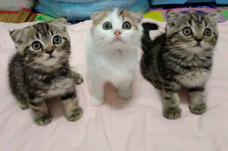 สก็อตติช โฟลด์ (Scottish Fold) ขายแมวสก็อตติชหูพับมีทั้งชายและหญิง