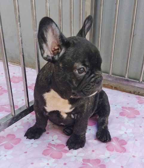 เฟรนช์ บูลด็อก (French Bulldog) เล็ก ลูกเฟรนบลูด๊อกเพศผู้ 6900บ.