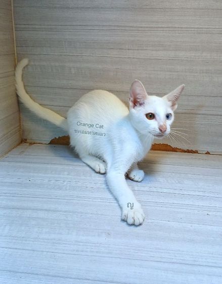 ขาวมณี (Khao Manee) แมวขาวมณีตาสองสี เพศเมีย อายุ3เดือนคะวัคซีนแล้ว1เข็มก่อนย้ายตรวจหัดแมวฟรีรับประกันเอดส์แมวกับรูคีเมียคะ