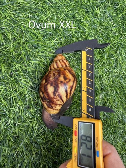 หอยทาก Ovum