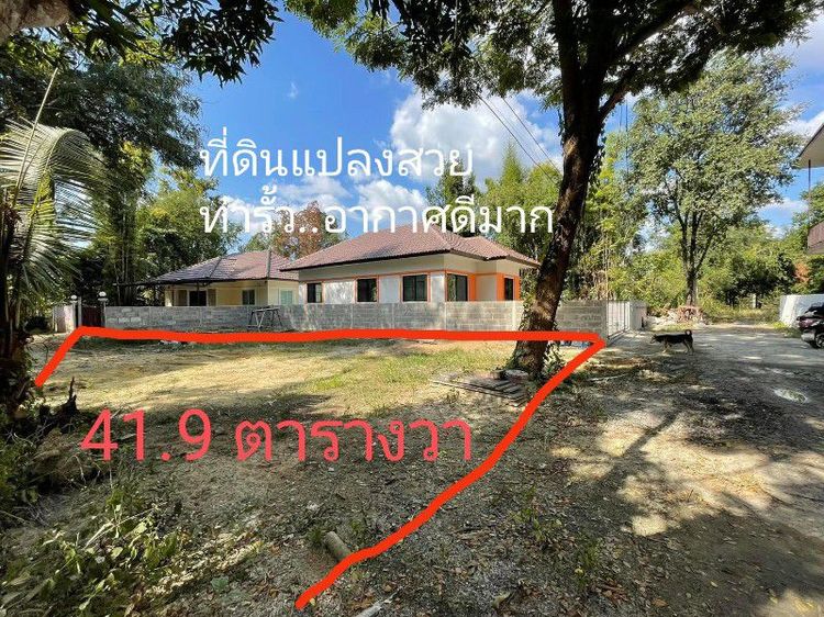 ใช่ ♨️ขายด่วน..ที่ดินโซนชุมชนท่ารั้ว ดอยสะเก็ด เชียงใหม่ รูปที่ 3