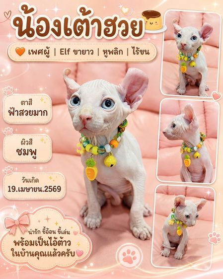 สฟิงซ์ (Sphynx) ลูกแมวสฟิงซ์
