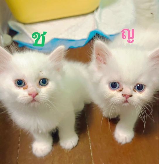 ลูกแมวเปอเซีย