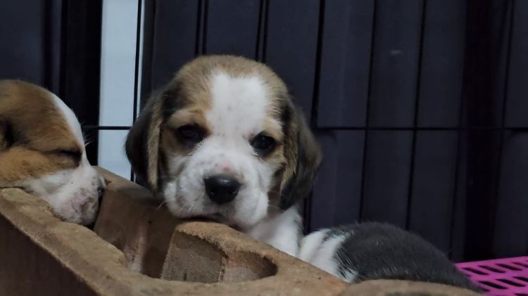 บีเกิล (Beagle) เล็ก ลูกบีเกิ้ลเมีย แท้ สายเลือดดี