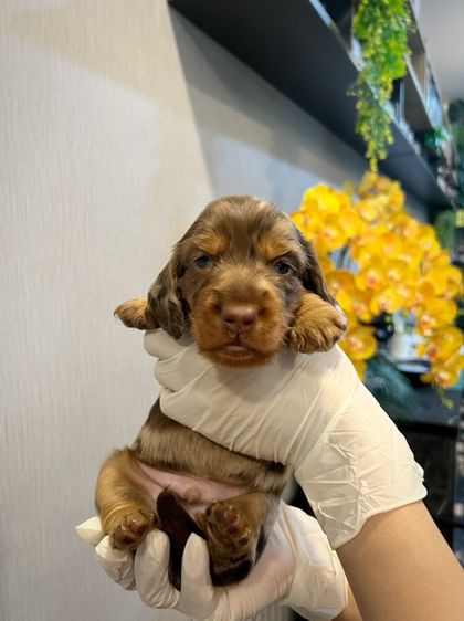ดัชชุน (Dachshund) เล็ก ❌ขายแล้ว❌