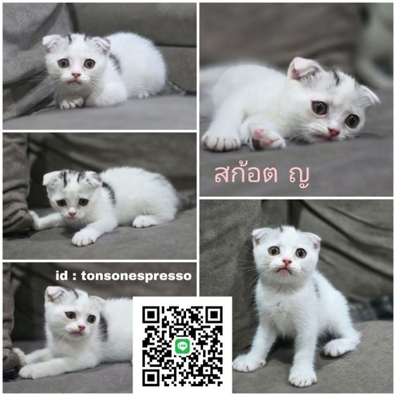 สก็อตติช โฟลด์ (Scottish Fold) ลูกแมวสก้อตติช ญ เลี้ยงเล่น