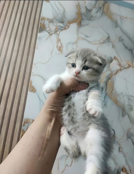 สก็อตติช โฟลด์ (Scottish Fold) สก็อตติชหูพับเพศผู้