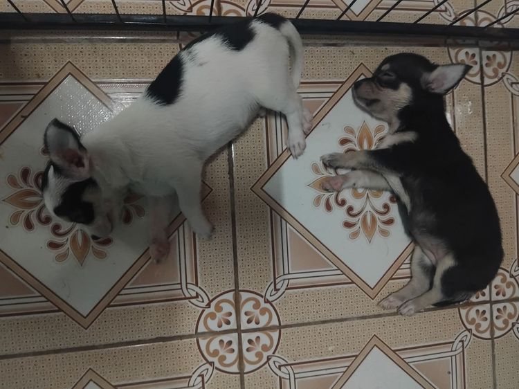 ชิวาวา (Chihuahua) ชิวาว่าแท้ ไซด์เล็ก