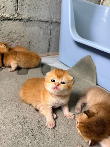 british shorthair รูปที่ 2