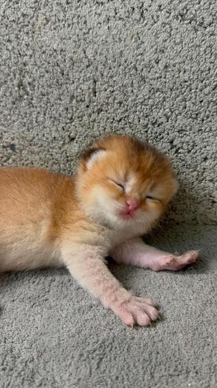 british shorthair รูปที่ 5