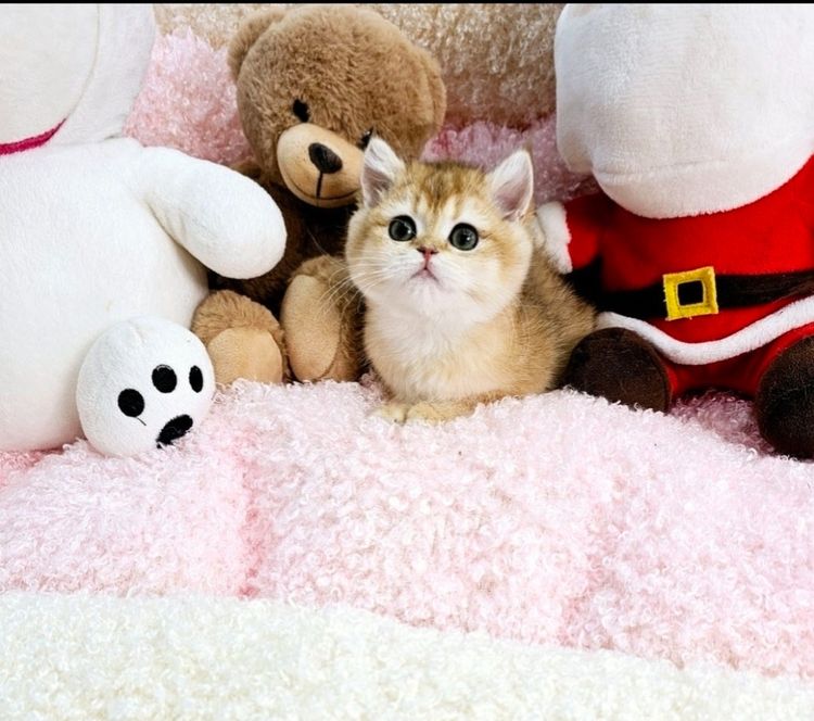 ลูกแมว รูปที่ 4