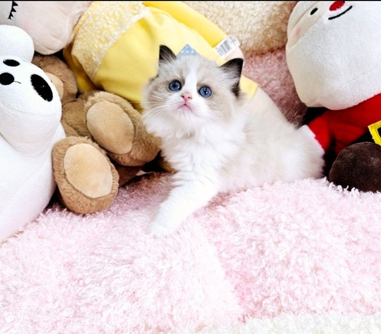 ลูกแมว รูปที่ 5