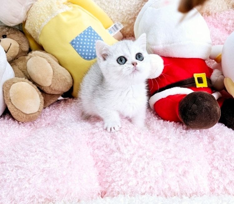 ลูกแมว รูปที่ 9