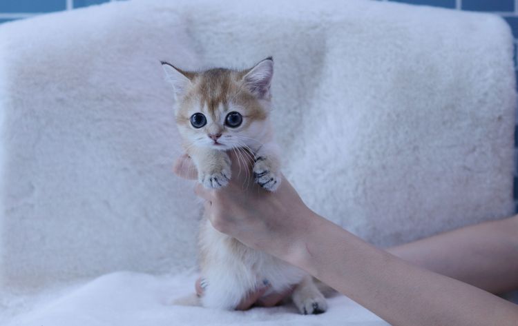 ลูกแมว รูปที่ 12