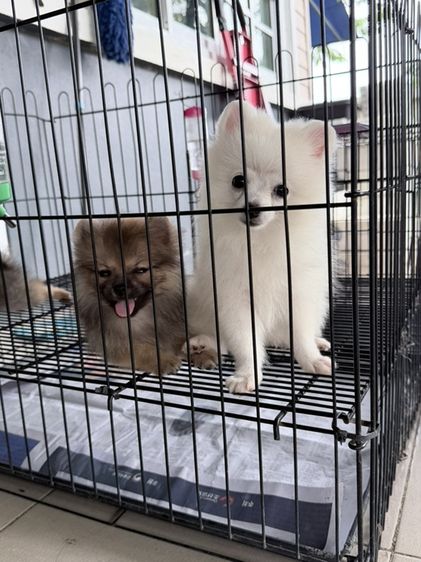 ปอมแท้ราคาถูก รูปที่ 7