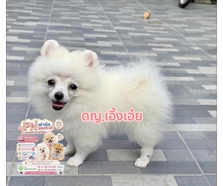ปอมแท้ราคาถูก รูปที่ 4