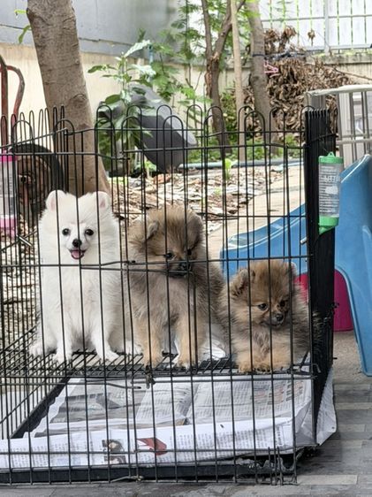 ปอมแท้ราคาถูก
