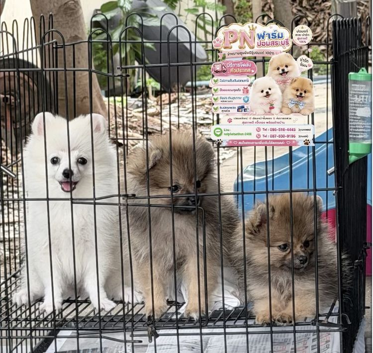 ปอมแท้ราคาถูก