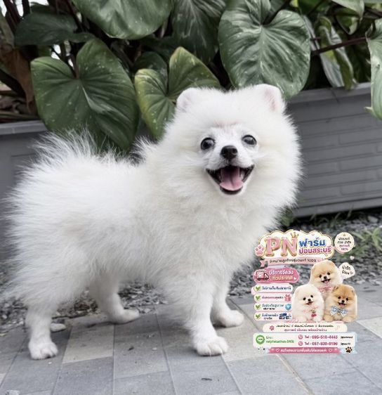 ผอมแท้ราคาถูก รูปที่ 4