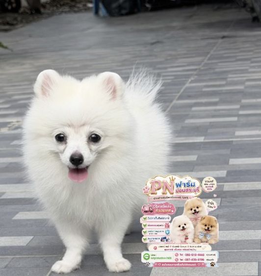 ผอมแท้ราคาถูก รูปที่ 6