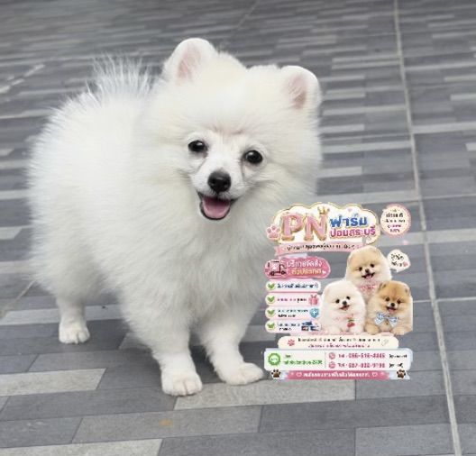 ผอมแท้ราคาถูก
