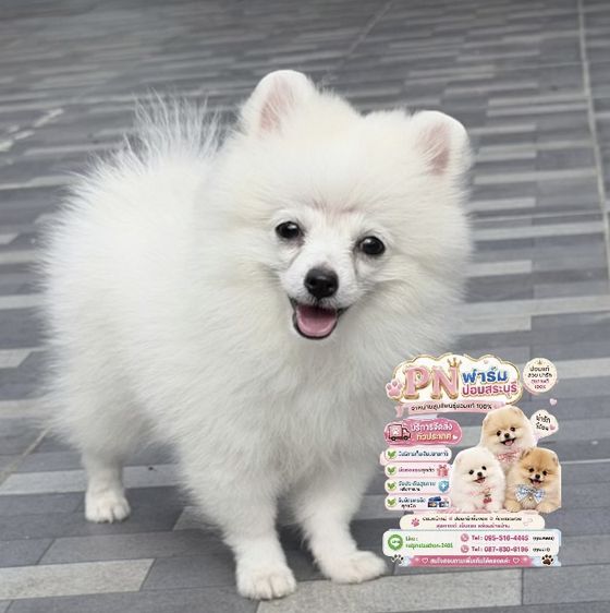 ผอมแท้ราคาถูก รูปที่ 5
