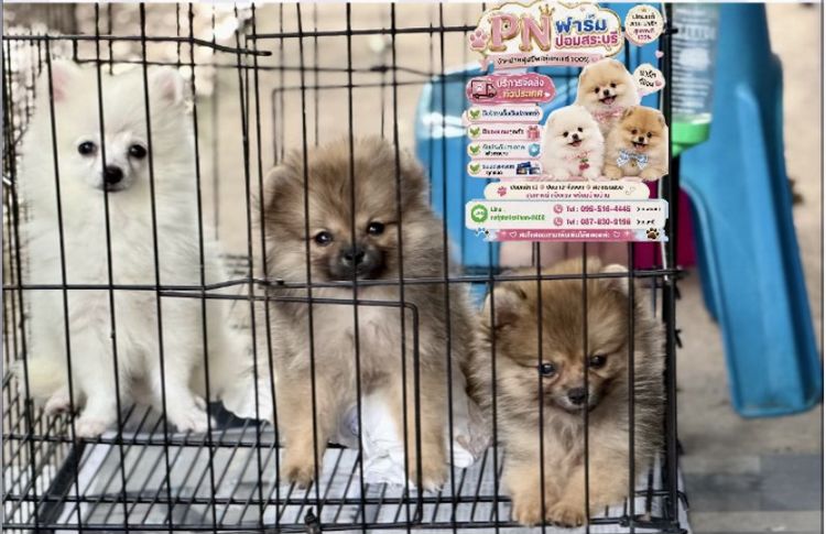 ผอมแท้ราคาถูก รูปที่ 7