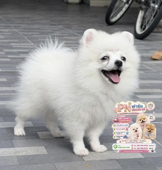 ผอมแท้ราคาถูก รูปที่ 3
