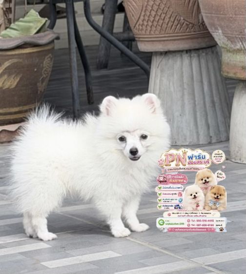 ผอมแท้ราคาถูก รูปที่ 2