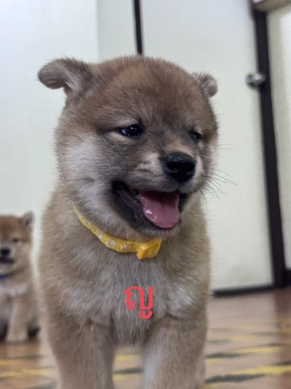 ปล่อยน้องหมาชิบะแท้ เลี้ยงไม่ไหวราคาเบาๆ รูปที่ 2
