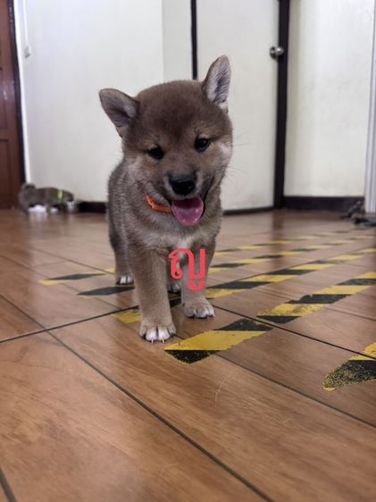 ปล่อยน้องหมาชิบะแท้ เลี้ยงไม่ไหวราคาเบาๆ รูปที่ 5