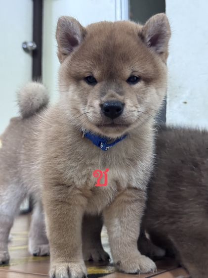 ชิบะ (Shiba Inu) กลาง ปล่อยน้องหมาชิบะแท้ เลี้ยงไม่ไหวราคาเบาๆ