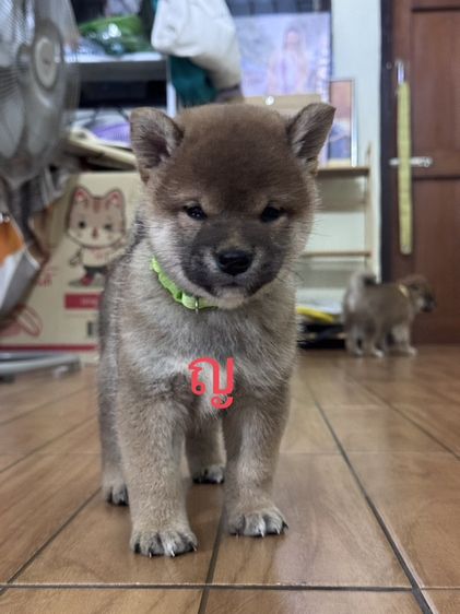 ปล่อยน้องหมาชิบะแท้ เลี้ยงไม่ไหวราคาเบาๆ รูปที่ 4