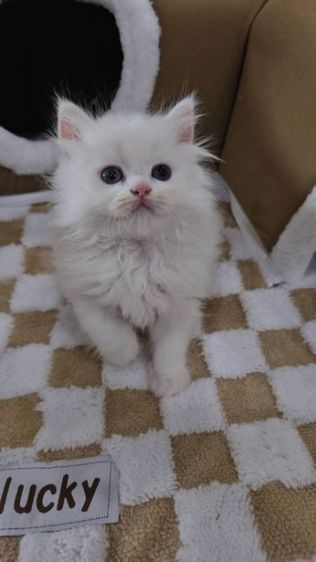 สก็อตติช โฟลด์ (Scottish Fold) ขายแมว สก๊อตติซ โฟลด์ ขนยาว