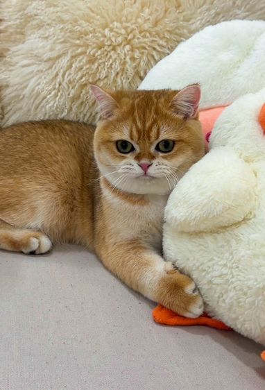 บริติช ชอร์ตแฮร์ (British Shorthair) แมวบริติชช็อตแฮร์